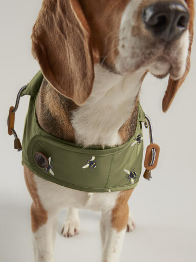 Beagle Dog in Joules Olive Bee Water Resistant Coat