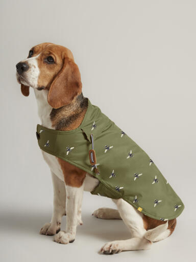 Dog Wearing Joules Dog Rain Coat