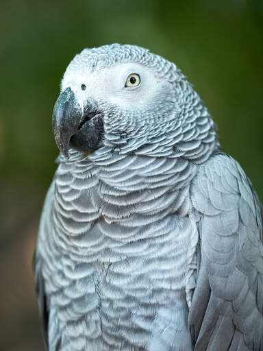 A African Grey Parrot's wonderful, grey and white chest feathers