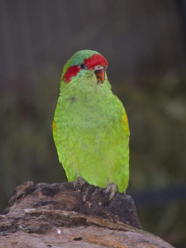 A Musk Lorikeet's wonderful red stripe across it's face