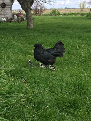 Sumatra hen with chicks in the grass