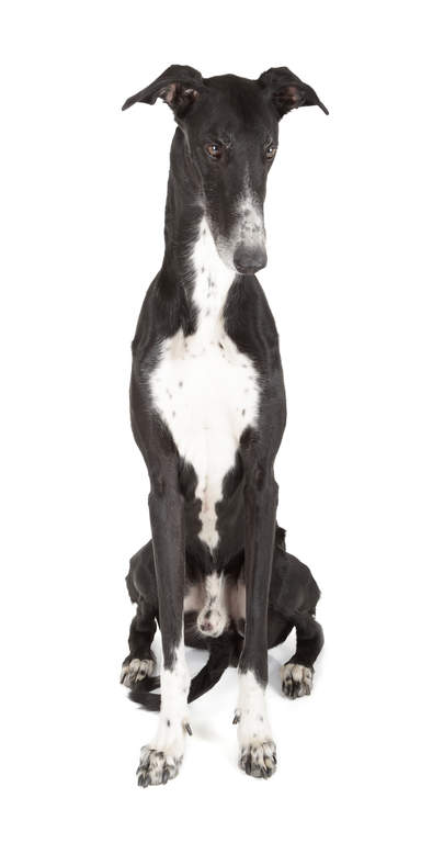 Greyhound Dogs Breed Information Omlet