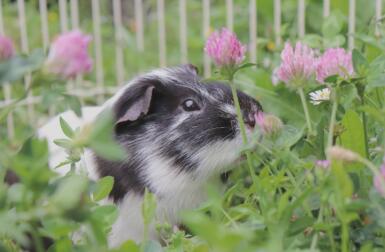 A guinea pig photo surrounded by lots of lovely flowers.