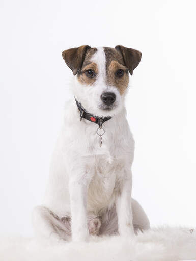 Parson Russell Terrier Dogs Dog Breeds