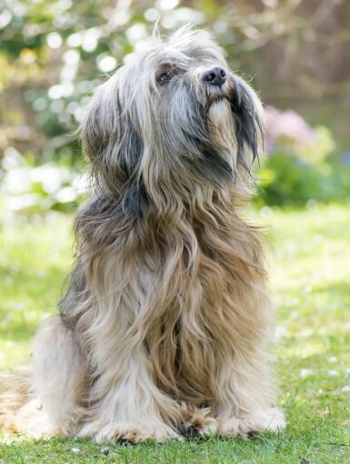 A wonderful little Tibetan Terrier sitting beautifully, waiting for a command from it's owner