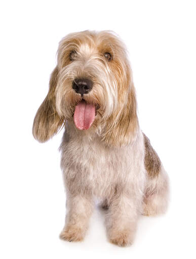 a happy Basset Griffon Vendeen Petit sitting down