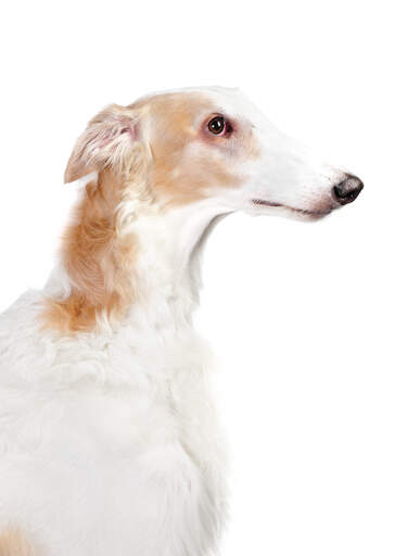 A close up of the typical pointed nose and sharp ears of a Borzoi