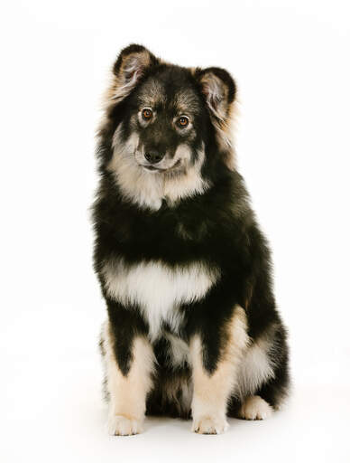 A mature Finnish Lapphund with a wonderful thick coat