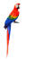 A Scarlet Macaw beautiful, long tail feathers
