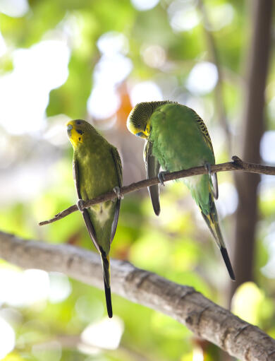 Two beautiful Budgerigars perched on a branch together