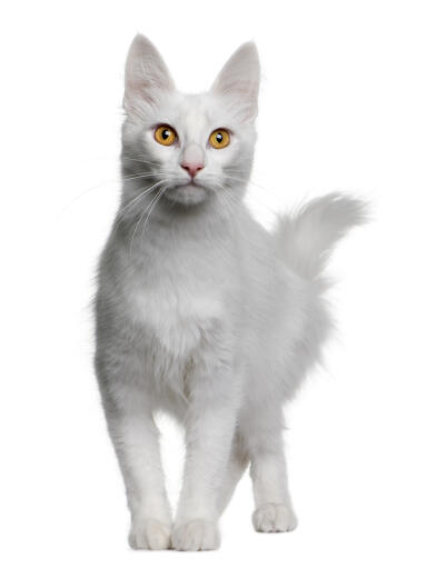 A happy playful Turkish Angora