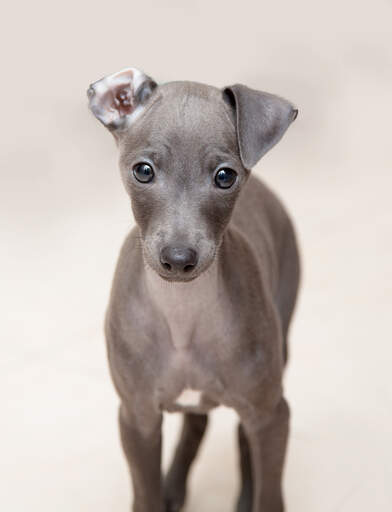 Puppy greyhound 2025