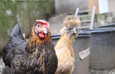 Two chickens walking on a field