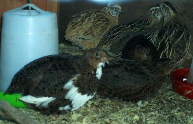 A conturnix quail.