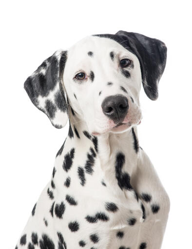 The characteristic floopy ears and spotted face of a lovely young Dalmatian puppy