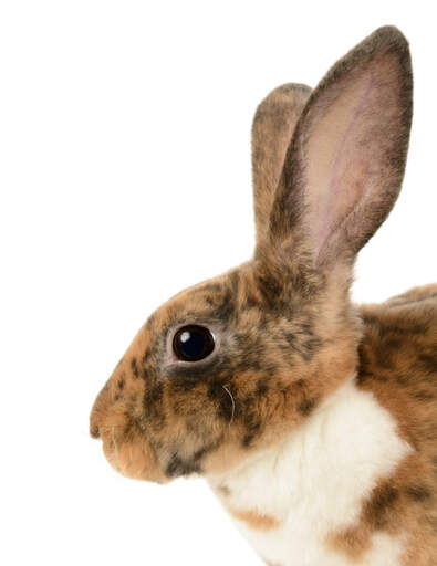 A Mini Rex rabbit with beautiful tall ears