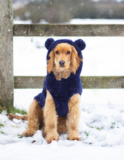 Dog wearing blue cute coat