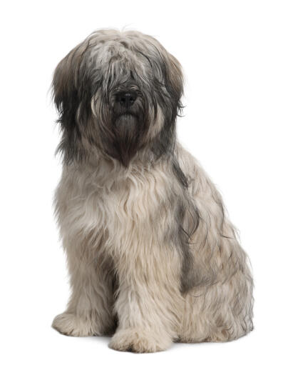 A young Catalan Sheepdog with an incredible soft thick coat