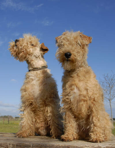 Two adult Lakeland Terriers with wonderful soft, scruffy coats