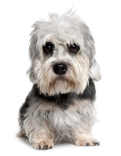 A young Dandie Dinmont Terrier puppy with beautiful beady eyes