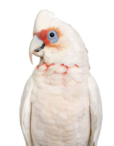 A Little Corella's wonderful, white feather pattern