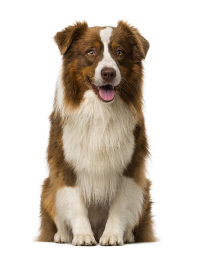 A very intelligent brown and white young adult Border Collie