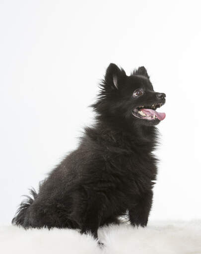 German spitz black and white online