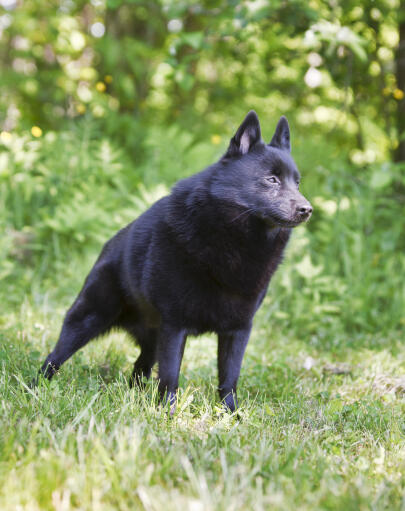 Schipperke dog hotsell