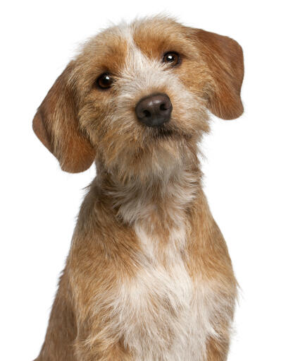 A young Basset Fauve De Bretagne with beautiful brown eyes and a cute wet nose