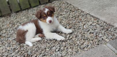 a small white border collie puppy with brown spots