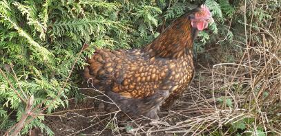 Chicken in garden