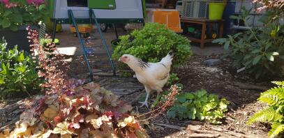 a white chicken in a garden with a eglu cube behind it