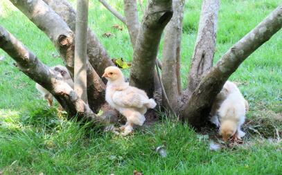 Chickens by tree