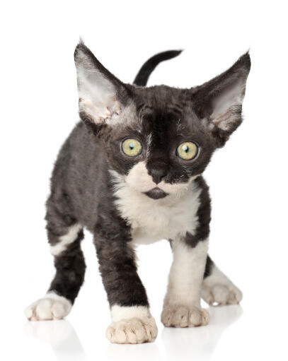 A little devon rex kitten with big ears