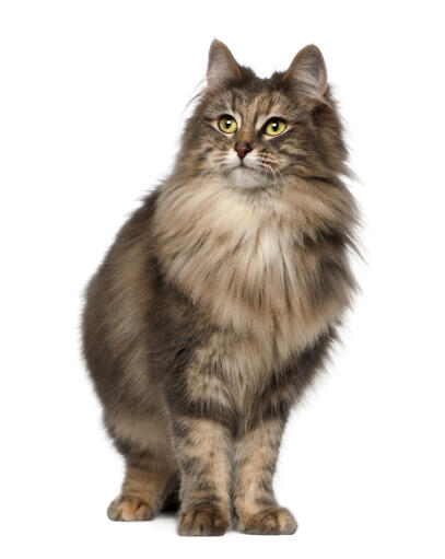 Norwegian forest top cat cross ragdoll