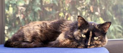 A cat resting on the blue platform attached to the freestyle cat tree.