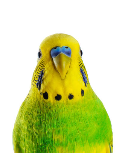 A close up of a Budgerigar's beautiful colour patterns