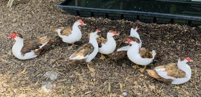 A flock of muscovy ducks.