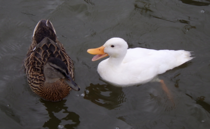 Ducks on water