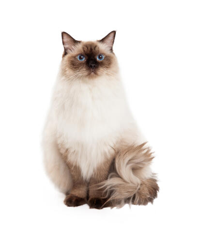 A young brown pointed Ragdoll Cat