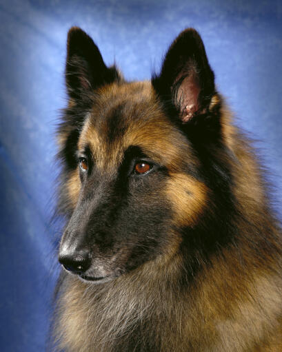 A close up of a Belgian Tervuren's lovely, long nose and sharp ears