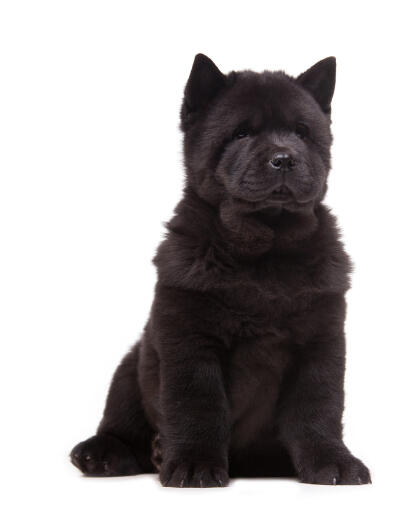 Chow big dog online