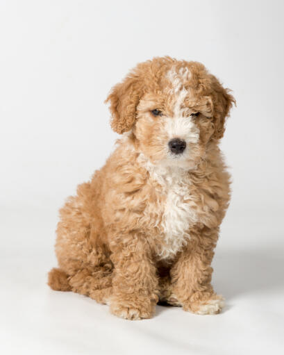 An incredible little Spanish Water Dog puppy sitting neatly