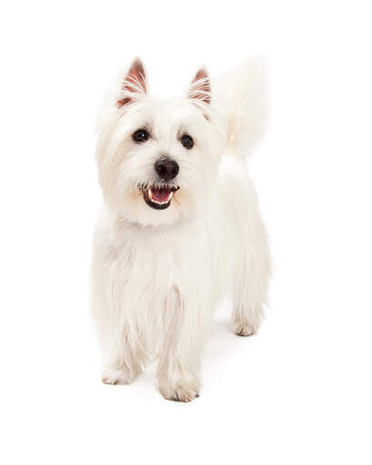 Highland terrier top