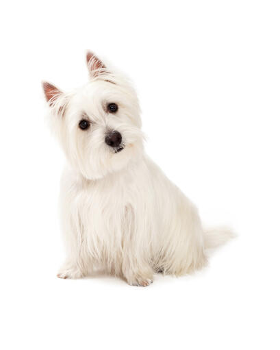 An inquisitive little West Highland Terrier with a beautiful, long, white coat