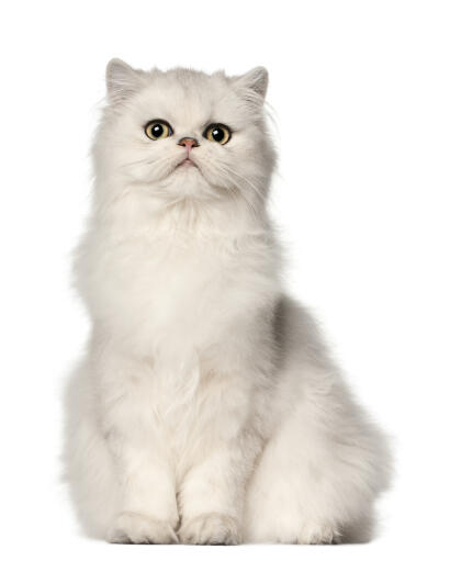 A gorgeous white Persian sitting happily