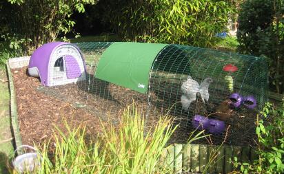 A purple Eglu Classic chicken coop with run.
