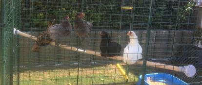 lots of grey brown and white chickens on a wooden pole in a walk in run