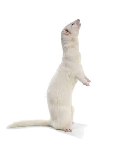 A beautiful little Albino Ferret sitting up tall with its nose in the air