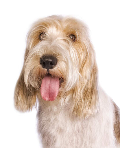 The lovely face of a Basset Griffon Vendeen Petit with his tongue out